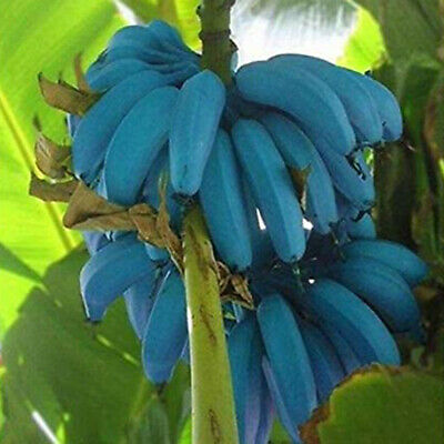Blue Java Bananas