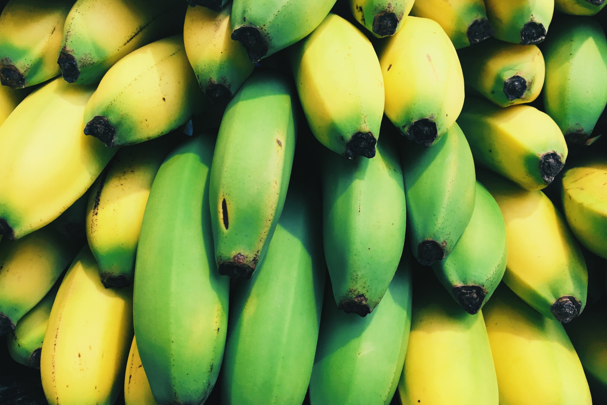 dwarf cavendish bananas