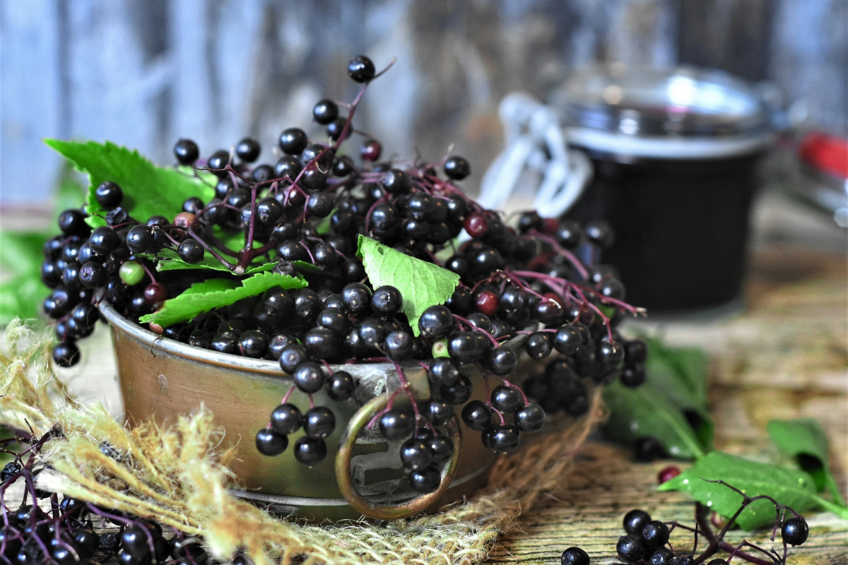 elderberry