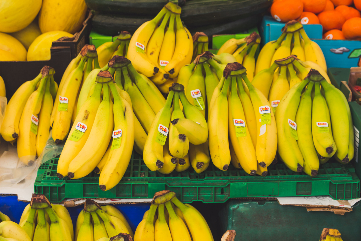 Giant Cavendish Bananas