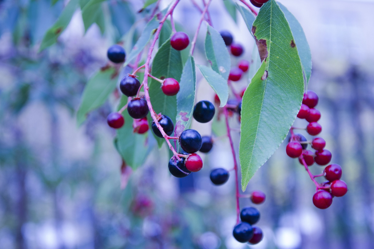 Huckleberries