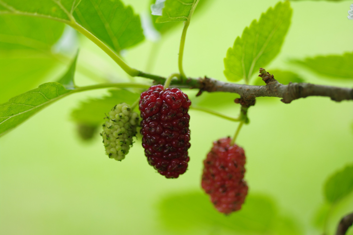 Red Mulberry