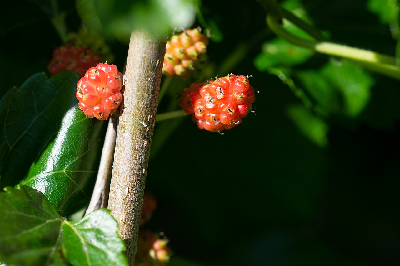 Salmonberry