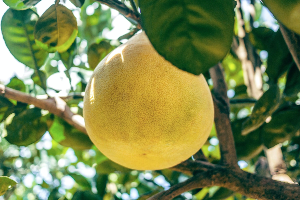 Types of Grapefruit