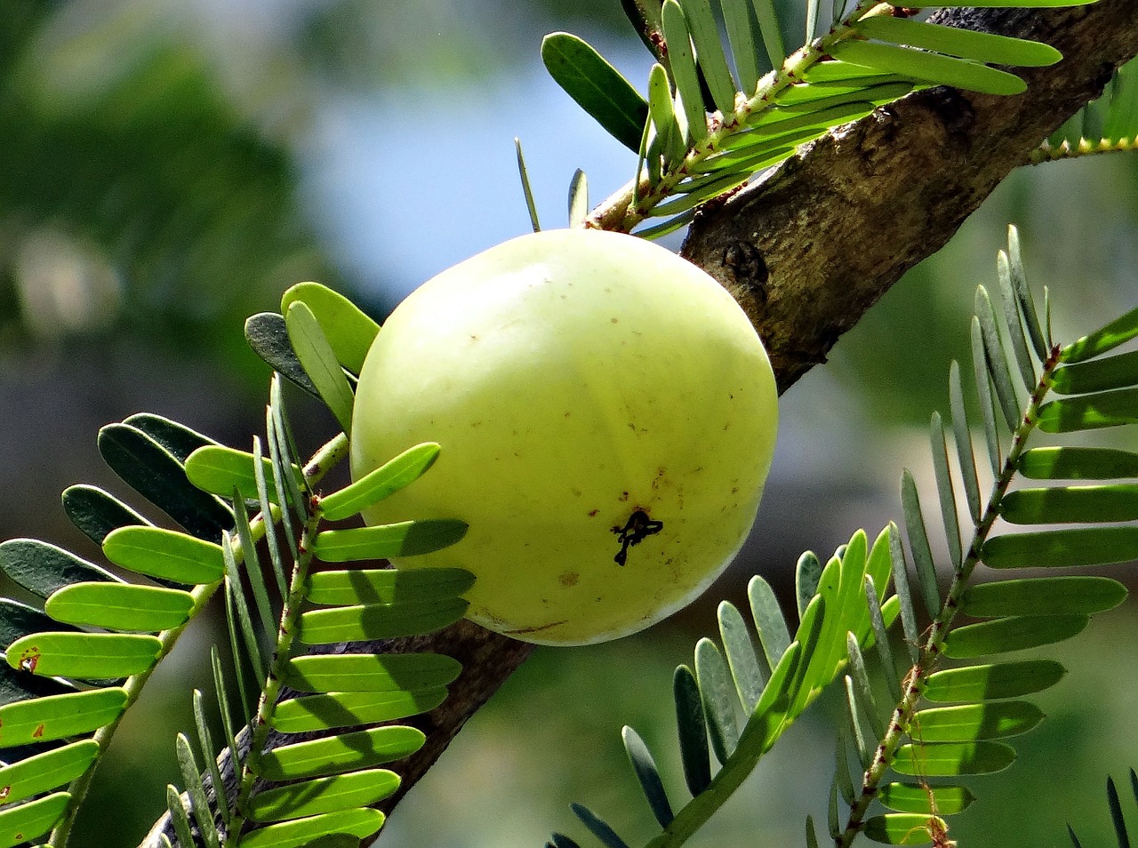 Indian Gooseberry